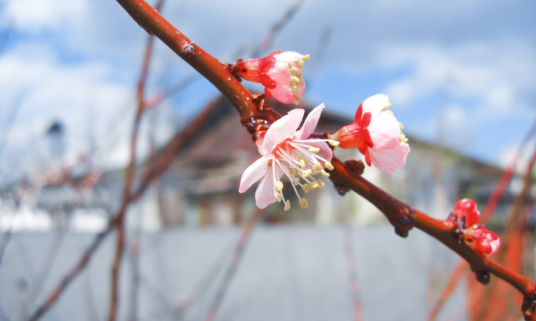 How to use active listening techniques to resolve conflicts at work